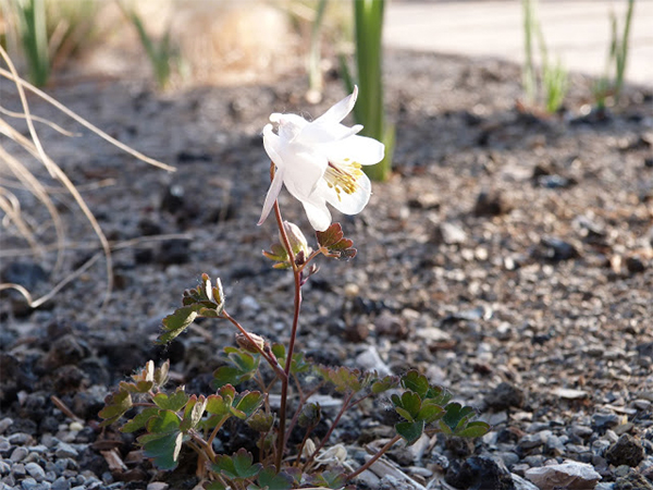 photo of white columbine flower