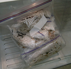 Seeds in plastic bags for germination.