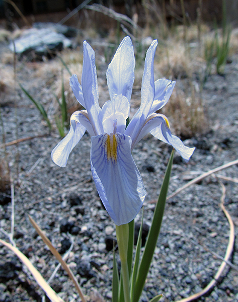 A photo of a Blue Flag Iris 