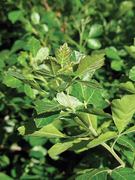 close up photo of a three-leaf sumac leaf