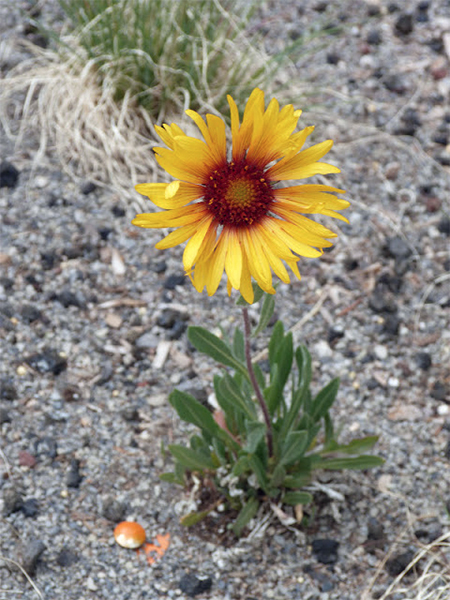 photo of a blanket flower 