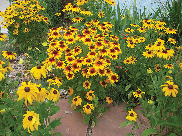 photo of black-eyed Susan flowers in bloom 