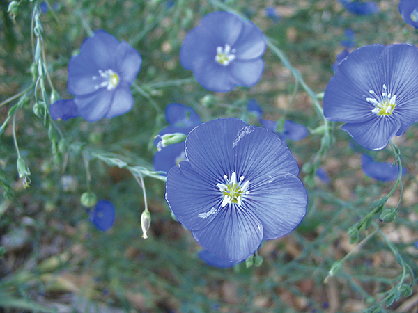 A photo of a blooming lewis' flax plant 