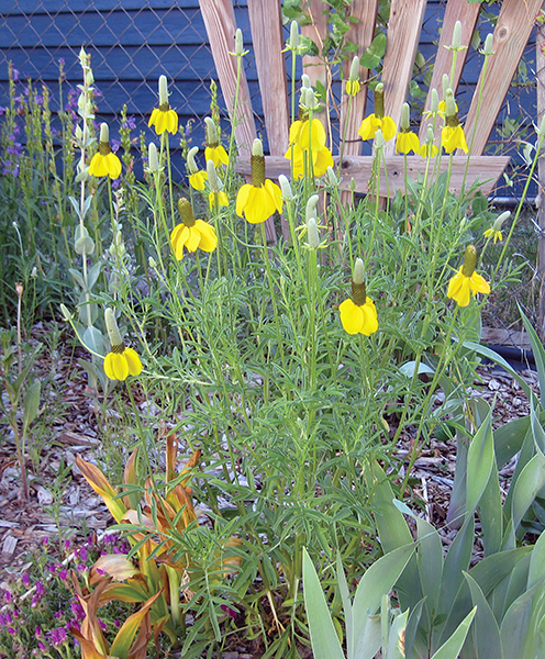A picture of some yellow upright cone flowers 