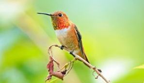 Rufous Hummingbird perched