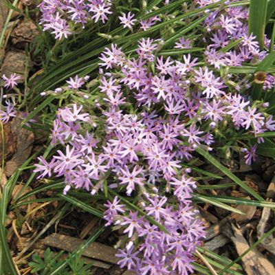 Picture of a sand phlox plant 