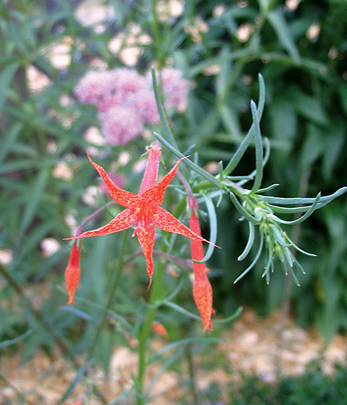 An upclose picture of Scarlet Gilia