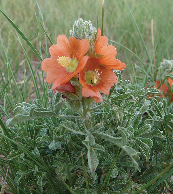 A photo of a scarlet gob-mallow 