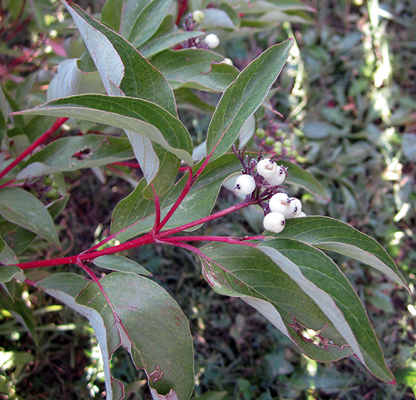 A picture of some Redosier Dogwood berries 