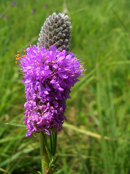 photo of purple prairie clover 