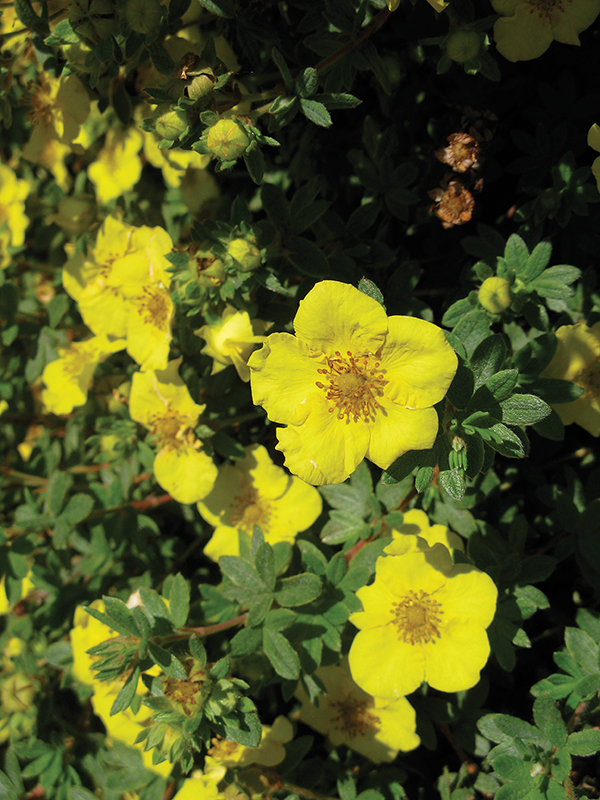 A picture of a Shrubby Potentilla shrub 