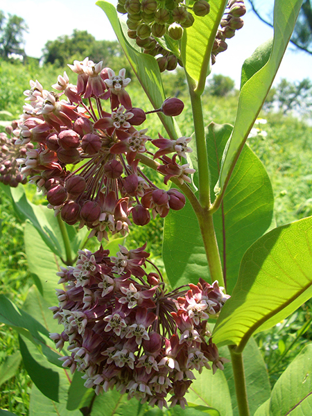 A picture of red and pink common milkweed