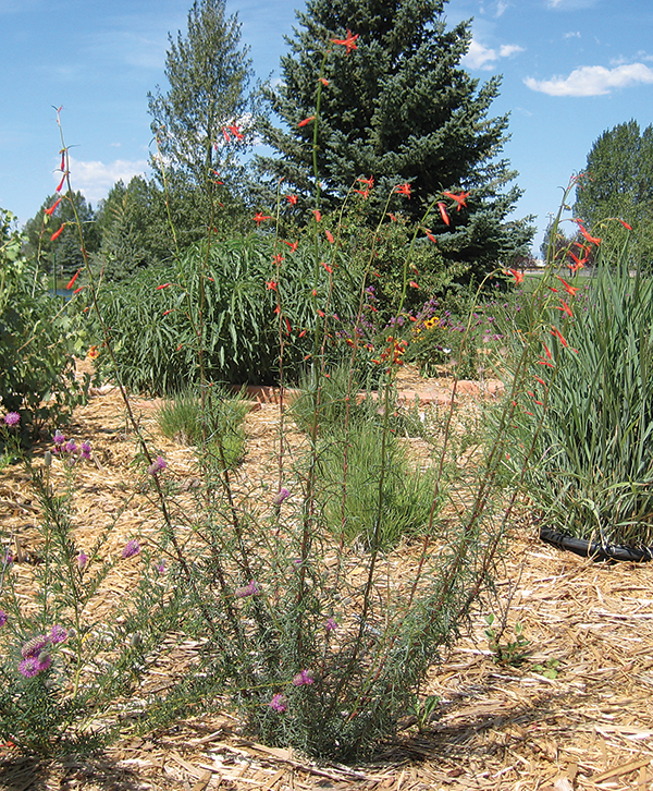 A photo of a scarlet gilia plant 