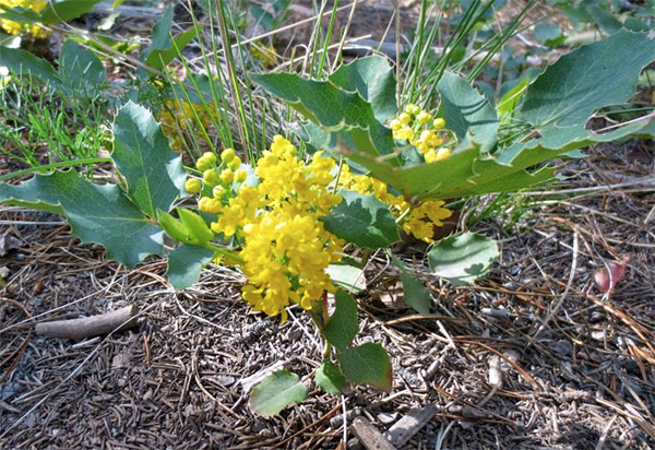 Oregon Grape shrub in bloom 