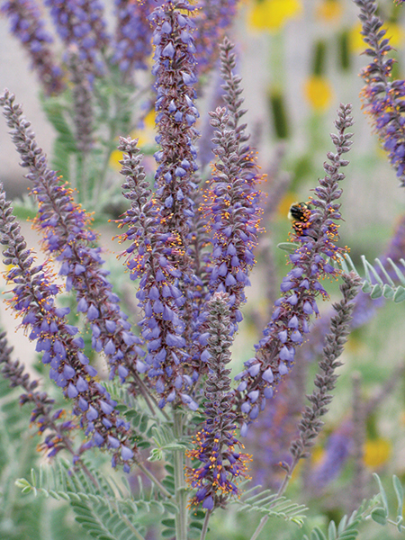 A photo of a bee landing on a leadplant 