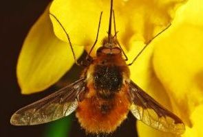 Bee-fly on a daffodil 