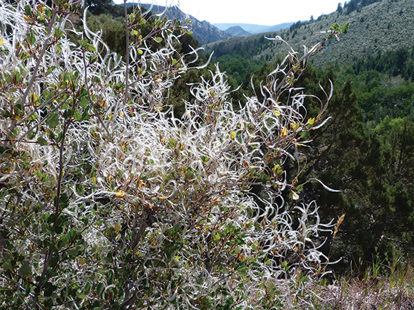 A photo of a mountain mahogany shrub in the mountains 