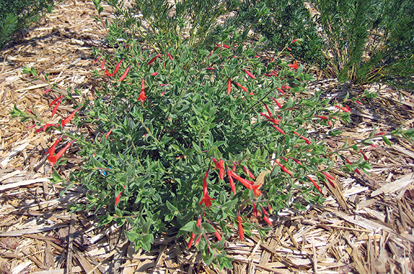 A picture of a garretts fire chalice in bloom