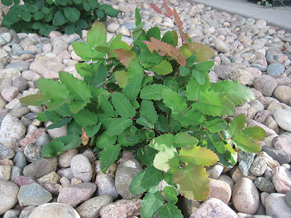 A photo of an Oregon Grape shrub 