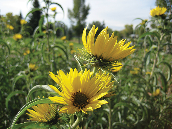 A picture of a sunflower 