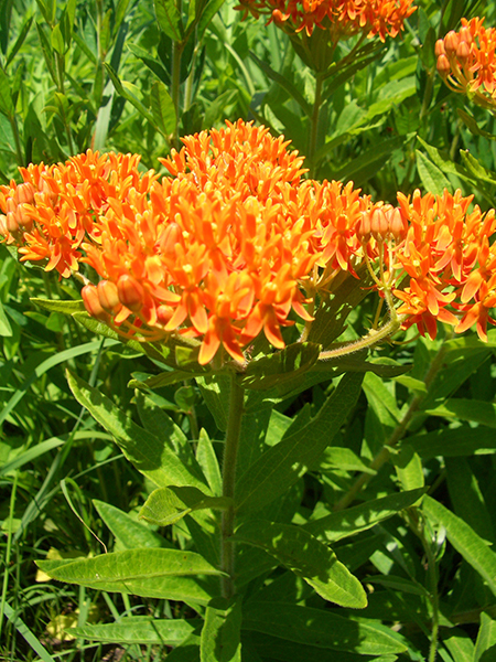 A picture of orange butterfly milkweed