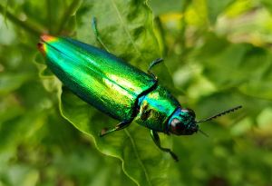 Jewel beetle on a leaf