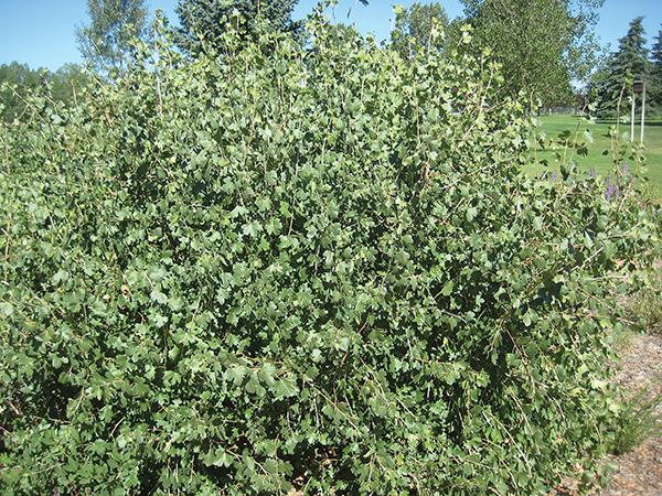 A picture of a Golden Currant shrub 