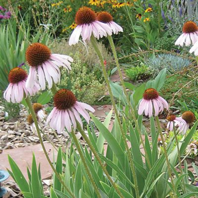 A photo of several cone-leaf flowers 