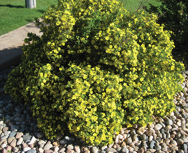 A Shrubby Pontella in bloom 