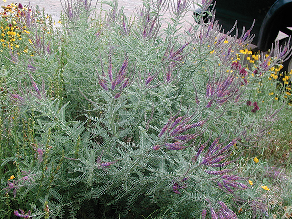 A picture of a Leadplant shrub