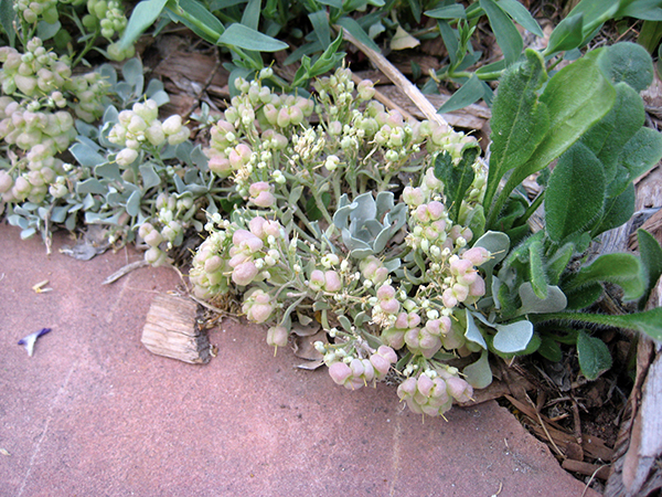 A photo of a sharp-leaf twinpod plant