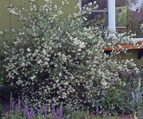 Photo of a Mock Orange shrub