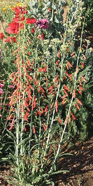 A photo of Beardlip Penstemon in bloom 