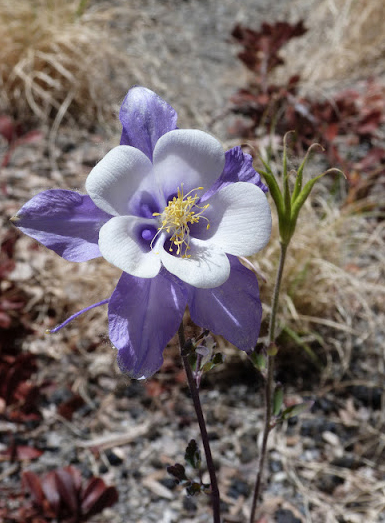 An up-close picture of a purple and white columbine flower 