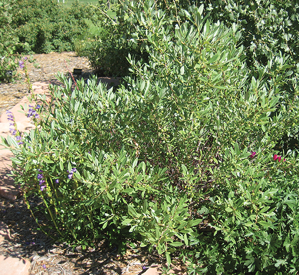 A Sand Cherry shrub 