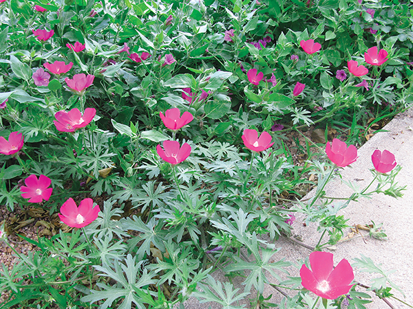 A picture of a prairie wine cup plant 