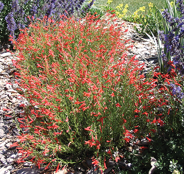 A photo of a large group of Pineleaf Penstemon in bloom 