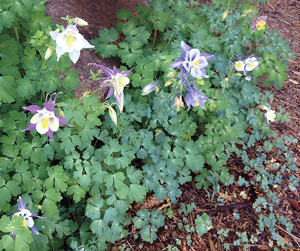 photo of two blooming columbine flowers 
